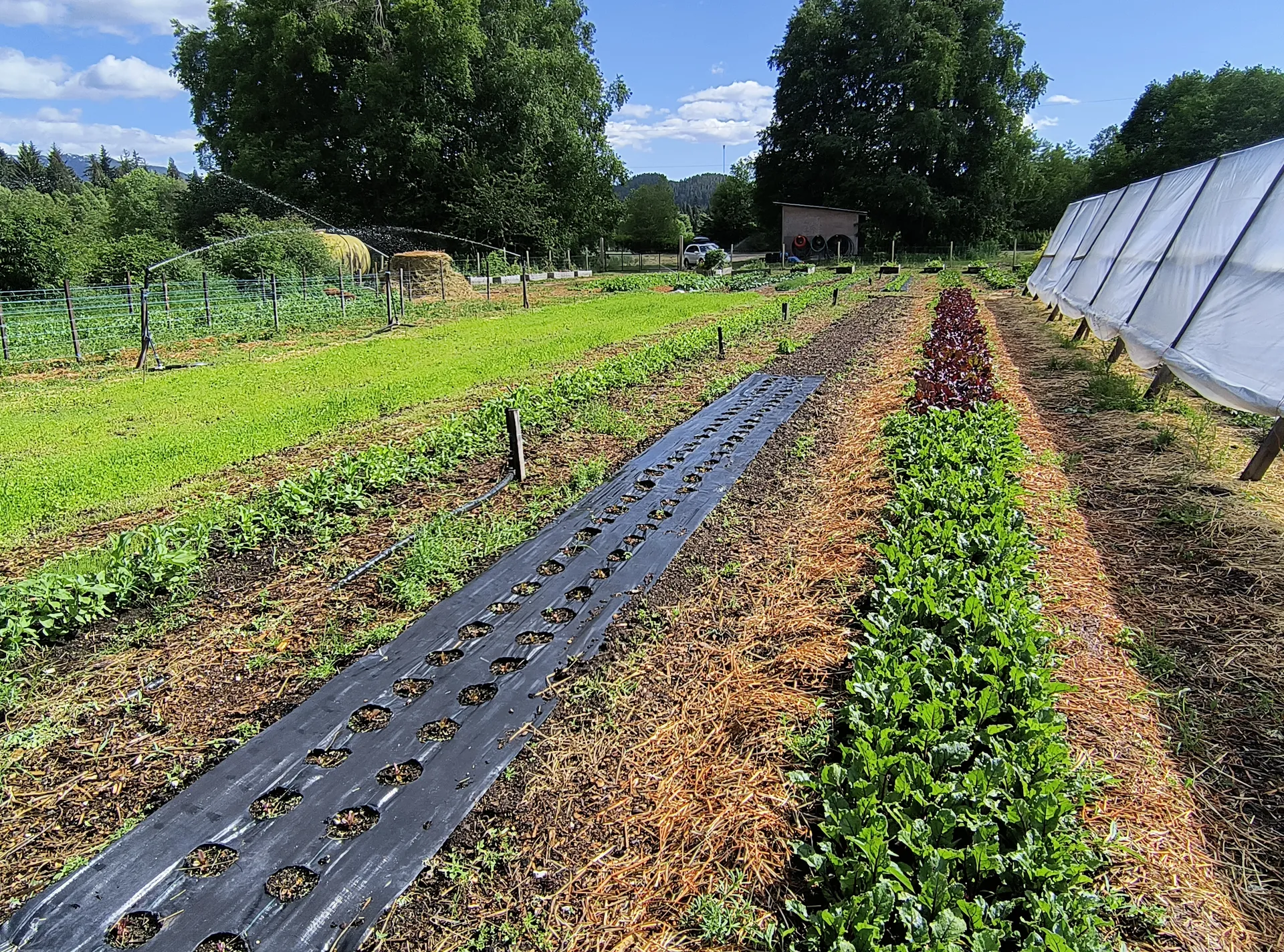 Young crop rows under mulch film in a worked field