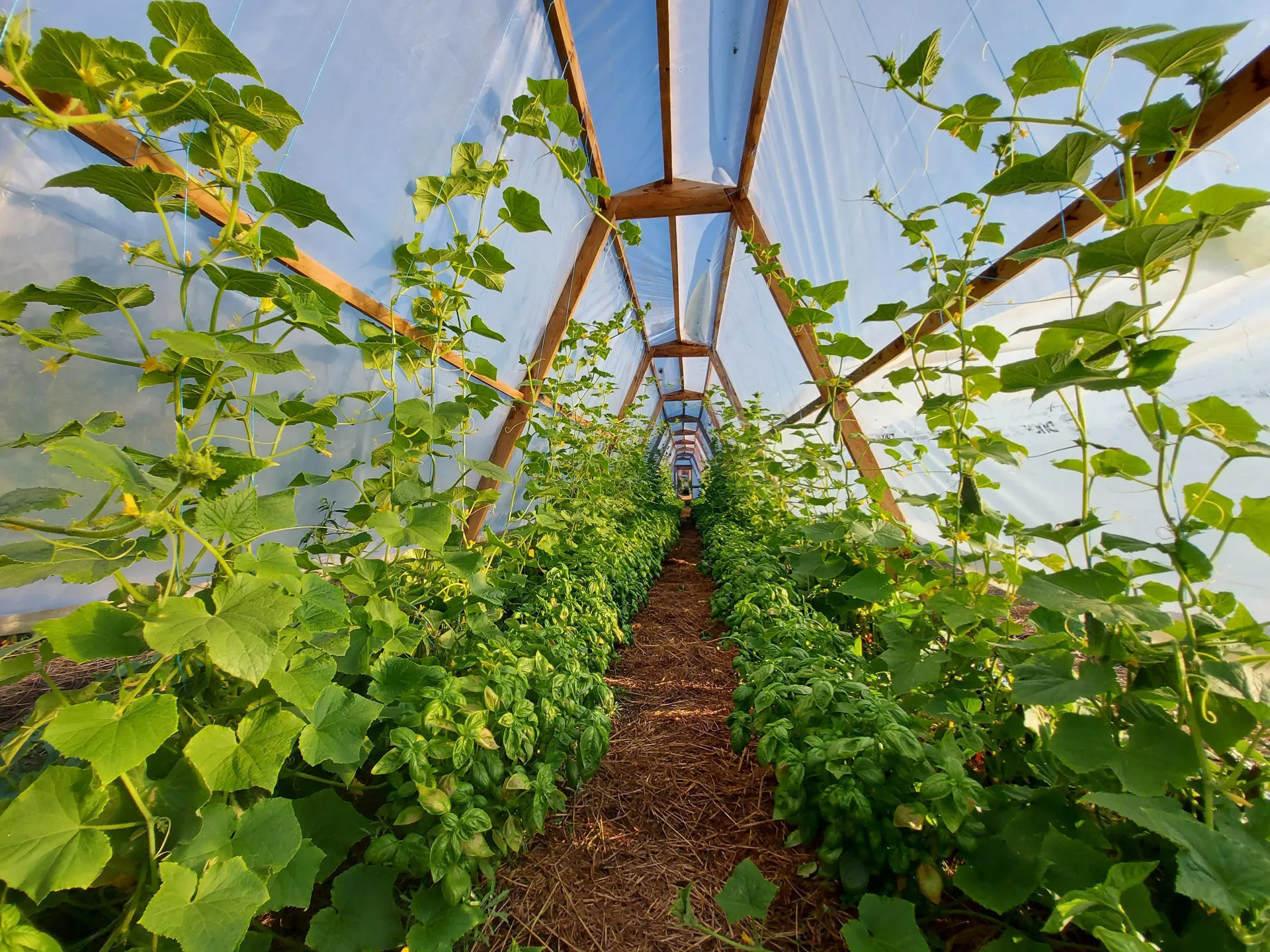 Hops climbing a trellis against a low evening sun