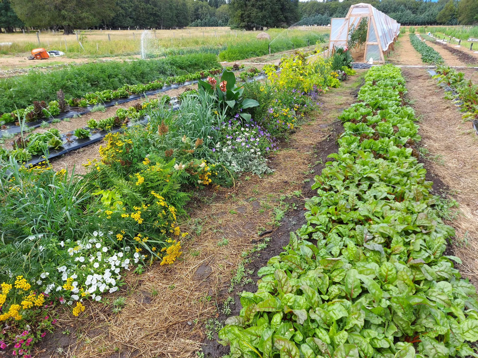 Market garden rows in flower under a wide sky
