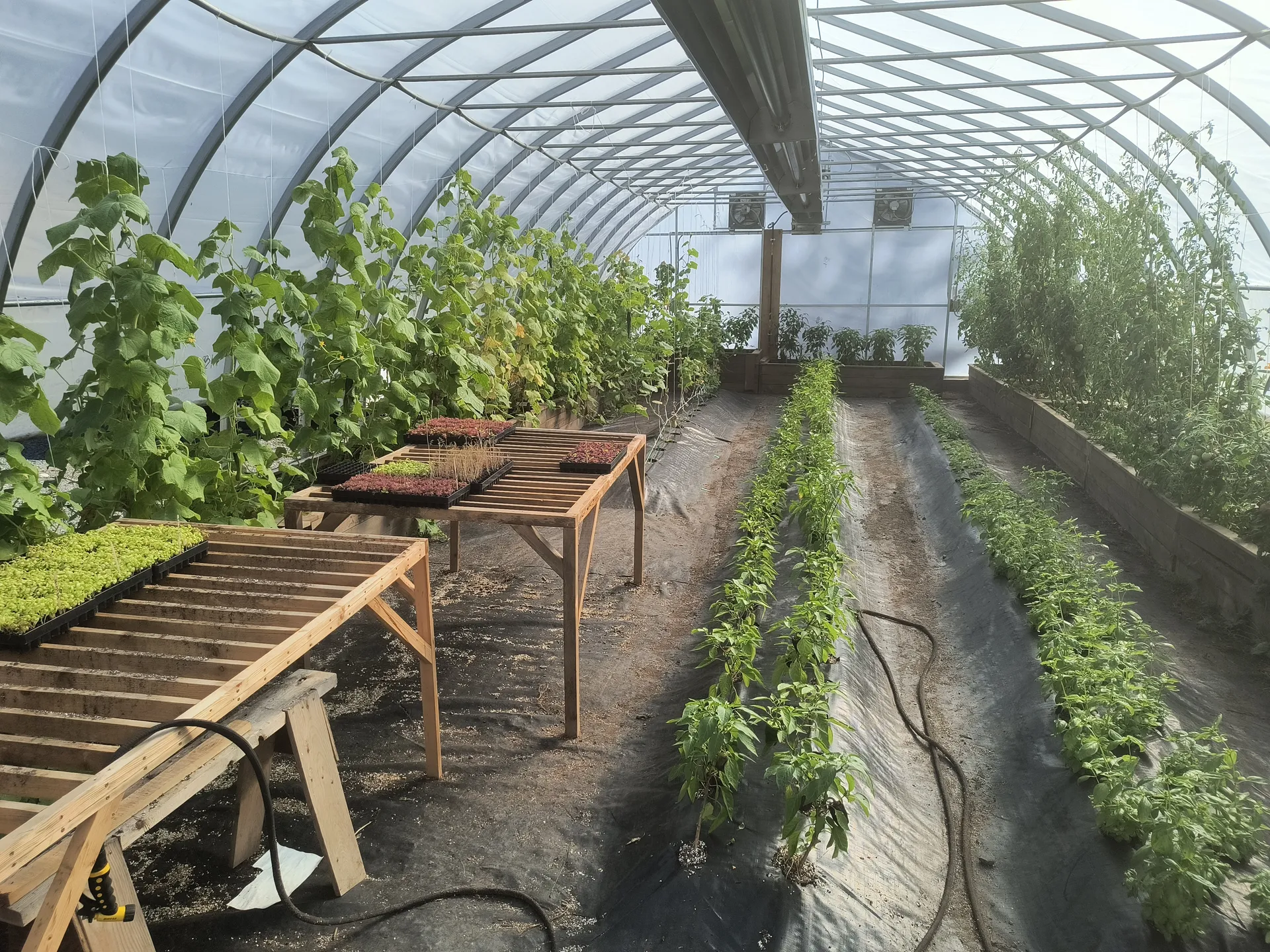 Greenhouse benches with young plants and tomatoes coming on