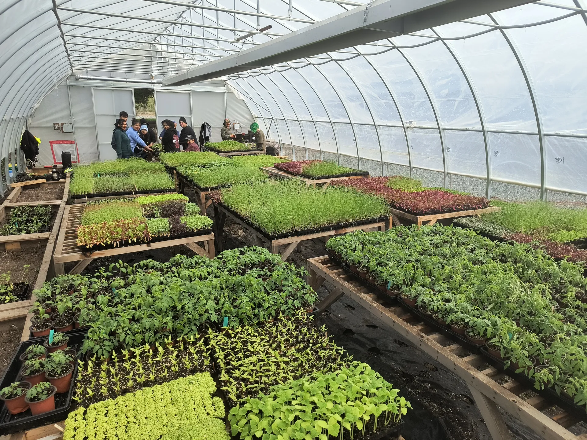 Seedling trays filling a propagation greenhouse in spring