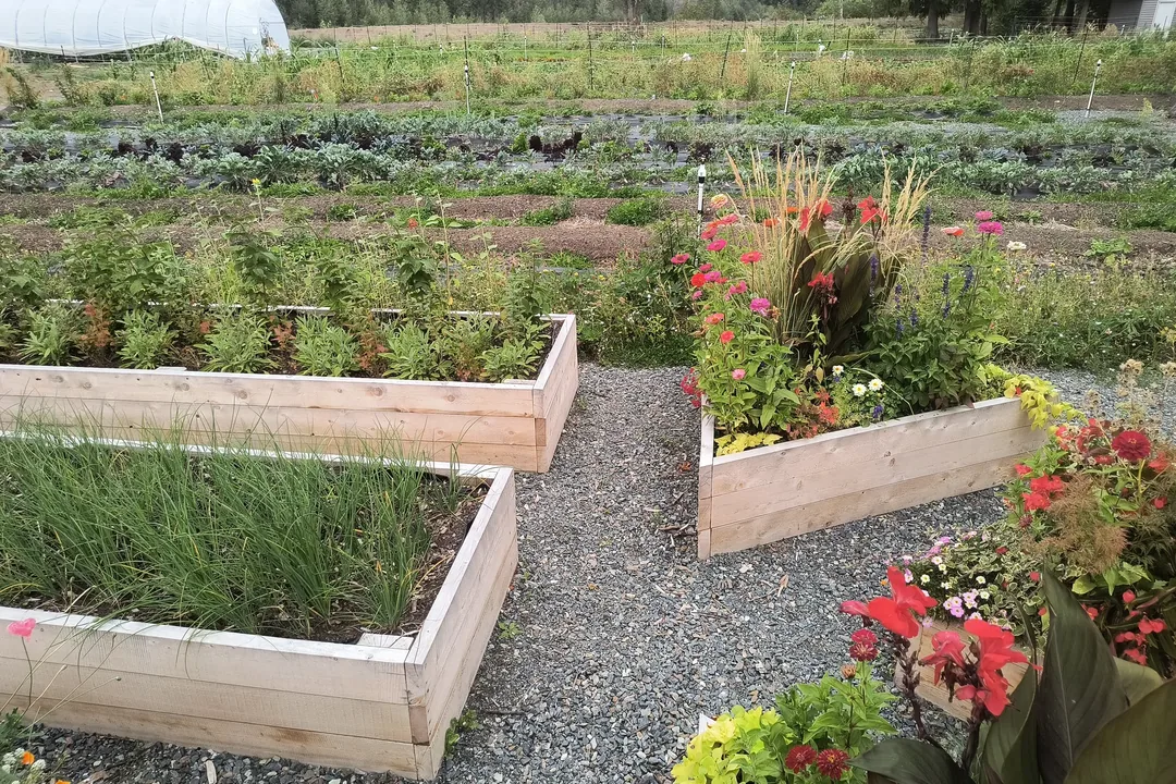 Finished cedar raised beds and gravel paths on the community farm
