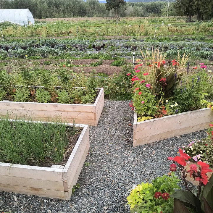 Finished cedar raised beds and gravel paths on the community farm