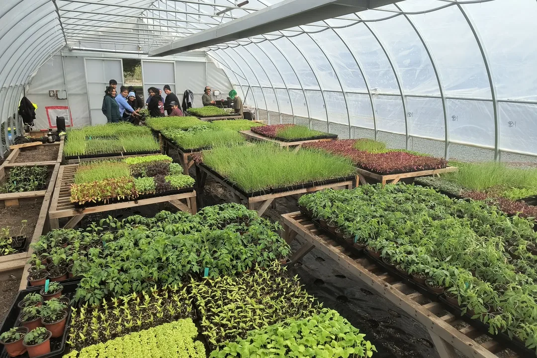 Seedling trays filling a propagation greenhouse