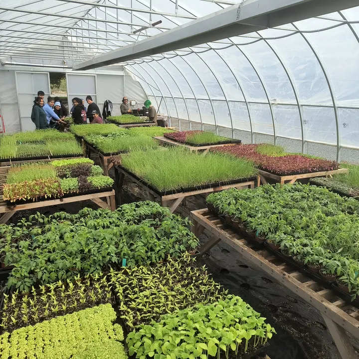 Seedling trays filling a propagation greenhouse